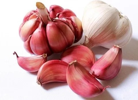 تصویر 4 از خرید و قیمت سیر شمال درجه یک + فروش صادراتی